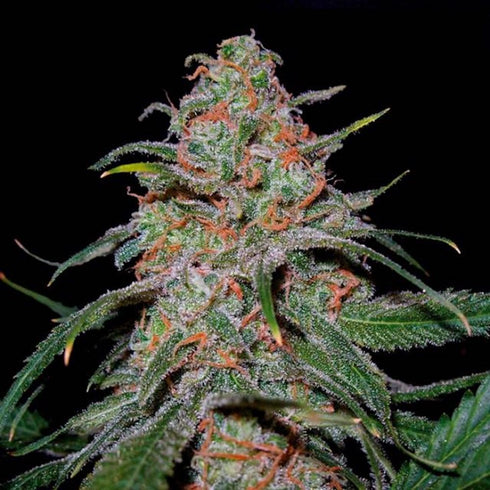 DNA Genetics - Lemon Skunk